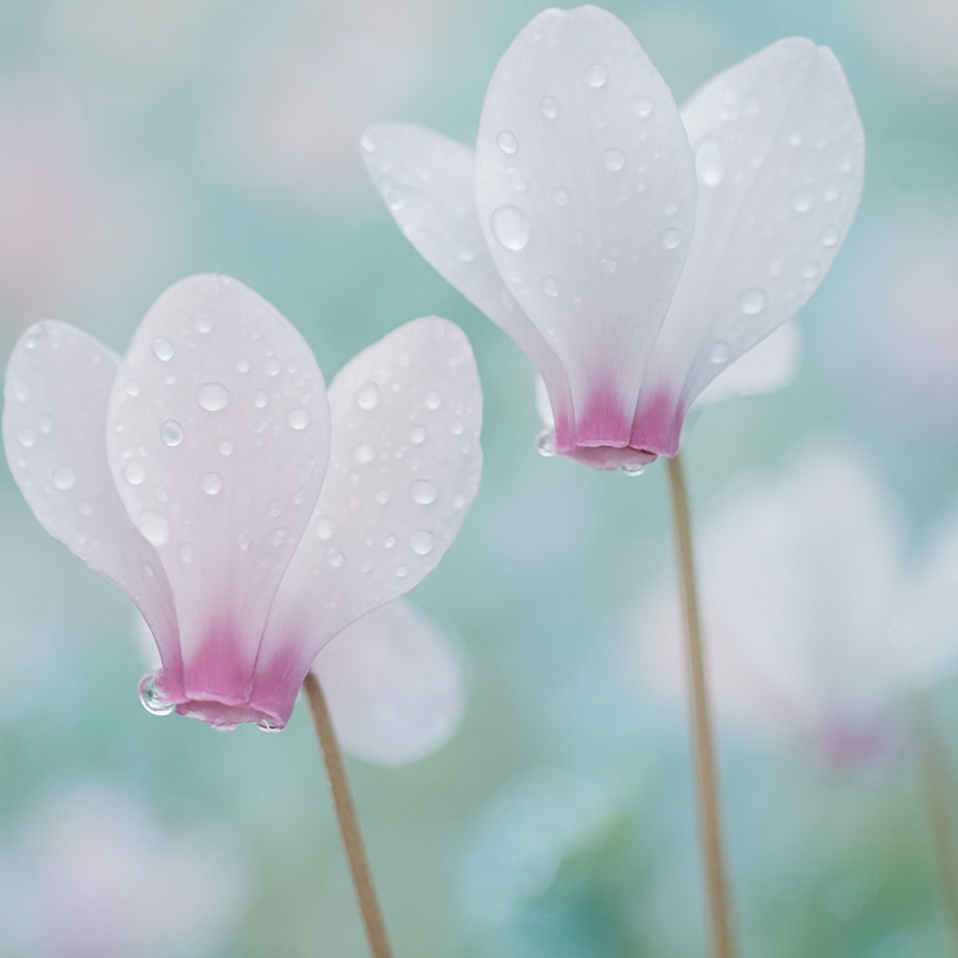 Cyclamen aldehyde
