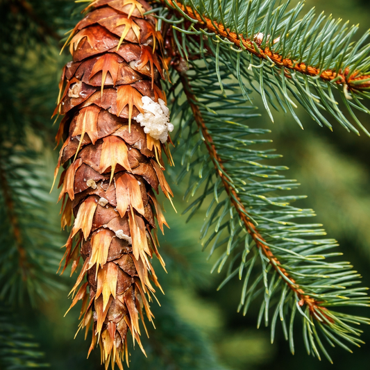Fir balsam