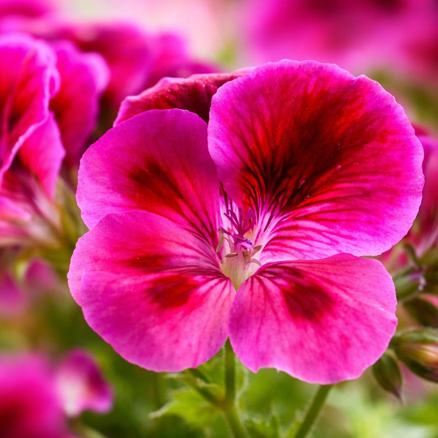 Geranium Bourbon EO